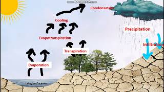 THE HYDROLOGICAL CYCLE AND WHY IT IS IMPORTANT [upl. by Kaz]