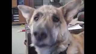 CLASSIC TALKING DOG BACON VIDEO MUST WATCH [upl. by Rand488]