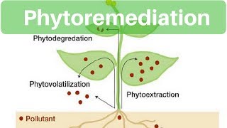 Environment amp Ecology  Phytoremediation [upl. by Hannah917]