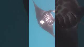 Fiji snorkeling with Manta rays mantaray fiji snorkeling reef mantarayisland summer coral [upl. by Fedak]