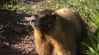 Alpine Animals What are Marmots Whistling About [upl. by Mccarty]