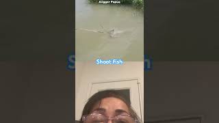 Top Shoot fish with sharp arrow Short fishing shootfish [upl. by Sidnee]