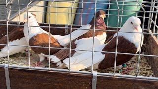 Rynek targ Wysokie Mazowiecki 25052024 🕊gołębie ptaki króliki kury pigeons market animals 🐓 [upl. by Yaner]