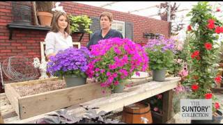 Commercial Grower Tips amp Benefits Senetti Pericallis [upl. by Eninnaj]