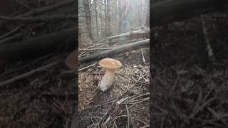 CepPorcinoBoletSteinpilze shorts new nature trending forest foryou wood fungi mushroom [upl. by Hawker]