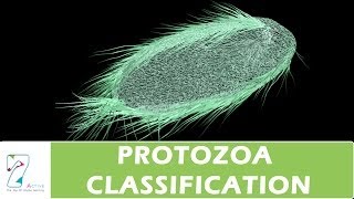 PROTOZOA CLASSIFICATION [upl. by Torruella]