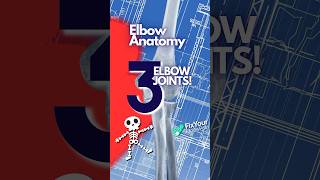 The 3 Bones Of The Elbow Joint Explained [upl. by Mairhpe]