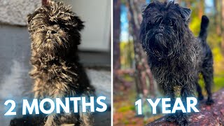 Affenpinscher Stig  2 Months to 1 Year  From Puppy to Adult Dog Transformation [upl. by Trescott871]