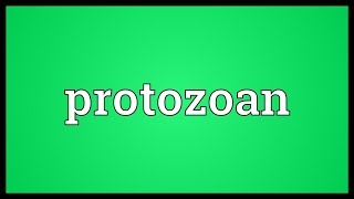 Protozoan Meaning [upl. by Cirdor]