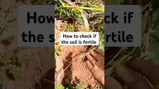 This is how you check if the soil is fertile ruralexploration agriculture landforsale [upl. by Aniham494]