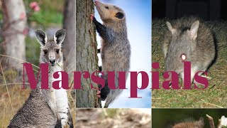 Teaching Marsupials [upl. by Joseph]