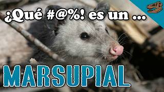 ¿Qué  es un marsupial  El origen de la piel glandular en sinápsidos [upl. by Atniuqal]