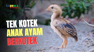 Lagu Anak Tek Kotek Anak Ayam Berkotek [upl. by Are]