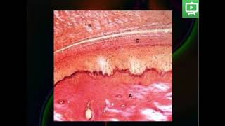 Temporomandibular Joint Histology practical Part 4 [upl. by Enitsugua]