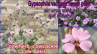 Gypsophila vaccariacowcockle best care n grow tipsजिप्सोफिला वैकेरिया के पौधे की देखभाल कैसे करे [upl. by Addia]