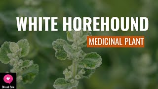 Discover the Astonishing Benefits of White Horehound  Medicinal Plant  Blissed Zone [upl. by Hazel775]