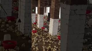 POULTRY FARMING🐥🐣🐔 chicken farming poultrylife birds LIKE SHARE AND SUBSCRIBE 🙏 [upl. by Dahsar430]