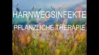 Harnwegsinfekte Teil 1  Pflanzliche Therapie [upl. by Koralle]