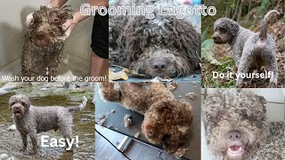 Lagotto Romagnolo groom [upl. by Shiekh]