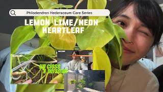 Plant Care Days  Philodendron Hederaceum Lemon LimeNeon  secret to fast growing bushier plant [upl. by Brittany243]