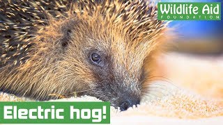 Poor hedgehog gets stuck on electric fence [upl. by Lefton]