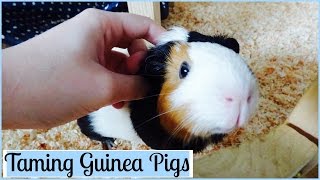 How to Tame Your Guinea Pigs  7 Tips [upl. by Ydnem470]