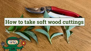 How to take softwood cuttings to propagate plants for free [upl. by Sedruol]