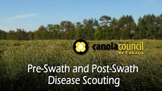 Canola disease scouting pre and postswath [upl. by Woodsum]