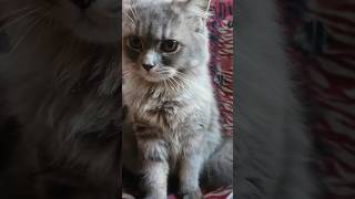 My Persian 🐈 simmirukhsarsvlog [upl. by Martelle]