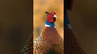 Bird Sounds  Common Pheasants Explosive Call shorts [upl. by Ortiz]