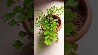 Adiantum RaddianumMaiden hair Fern propagation🌱🌱 Gardening tips🍀 Youtube shorts Israts Garden 🌿 [upl. by Ecirtal]