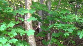 Raccoon at ErinDale Park Mississauga Canada walking in the woods  mapache en el bosque [upl. by Ulrike]