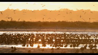 Deveaux Bank South Carolina Whimbrel Announcement [upl. by Guillermo]