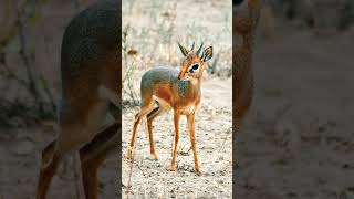 🐮◇³ DikDik  Male Genus Madoqua [upl. by Raye]