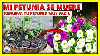 REVIVE Y RENUEVA TU PLANTA DE PETUNIA para una FLORACION INCREIBLE  Gio de la Rosa [upl. by Jami]