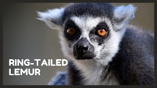 Ring tailed lemur sounds from Madagascar [upl. by Nappie]