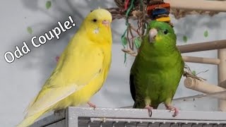 Pickles a 13 year old Lineolated Parakeet  She talks So adorable [upl. by Wolfe]