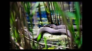 Common water snake in Illinois nerodia sipedon [upl. by Sivrup]