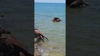 Massive crabs lifted by cranes in Chipiona Spain [upl. by Haliled]