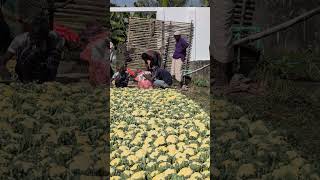 agrifood vegetablefarming vegetable foodandagriculture vegetablegrowing nature fruitcrops [upl. by Dusen]