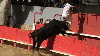 VALLABREGUES18062024Course CamarguaiseAvenir [upl. by Ahoufe974]