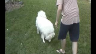 Blind Dog Plays Fetch Again with Beeping Football [upl. by Merrow]