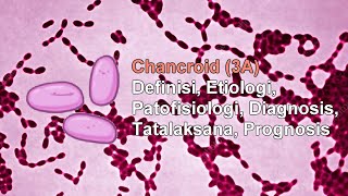 Chancroid  Haemophilus Ducreyi  Definisi Etiologi Patofisiologi Diagnosis Tatalaksana [upl. by Suryc]