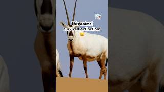 Why The Arabian Oryx Is So Unique In Nature [upl. by Ammeg473]