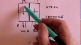 Heart ECG and pulse oximetry GCSE revision [upl. by Clarissa]