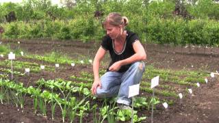 How to Grow Radishes from Seed  Gurneys Video [upl. by Ainej977]