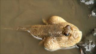 Mud Spitting Mudskipper [upl. by Asena]