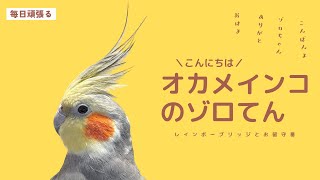 オカメインコお留守番ライブ レインボーブリッジ [upl. by Kaiser58]