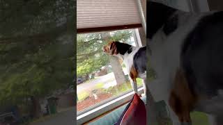 Cute Beagle barking out the window [upl. by Pinsky356]