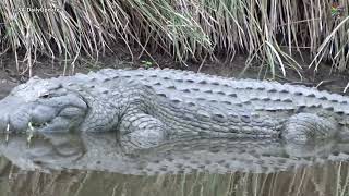 Day 61  Driving around Upington and Kruger National Park South Africa [upl. by Massey]